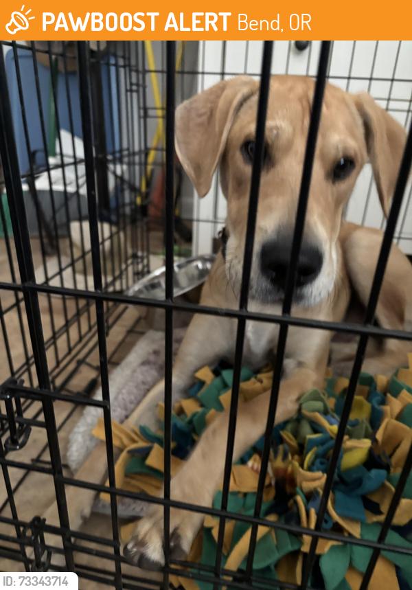 Found/Stray Male Dog last seen 9th st / Saginaw st., Bend, OR 97702