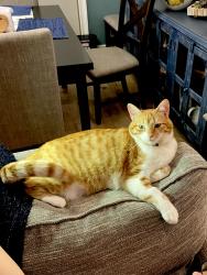 Lost Female Cat last seen Hirasaki, Gilroy, CA 95020