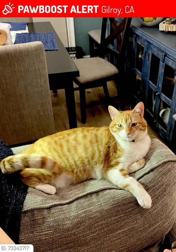 Lost Female Cat last seen Hirasaki, Gilroy, CA 95020