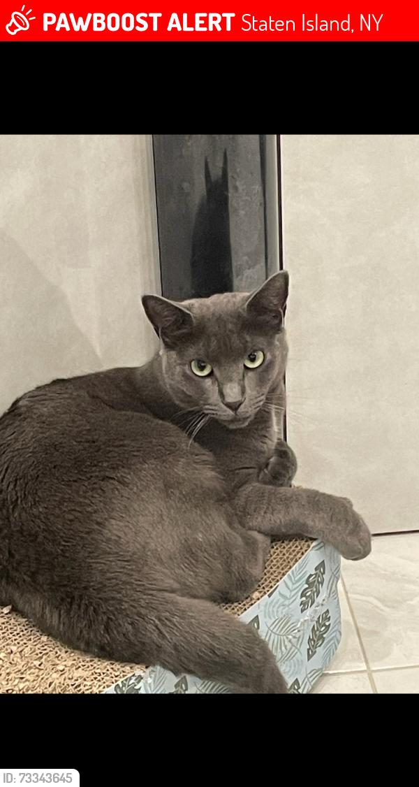 Lost Female Cat last seen Sand Lane, Ragazzi Ln,, Staten Island, NY 10305