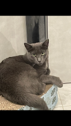 Lost Female Cat last seen Sand Lane, Ragazzi Ln,, Staten Island, NY 10305