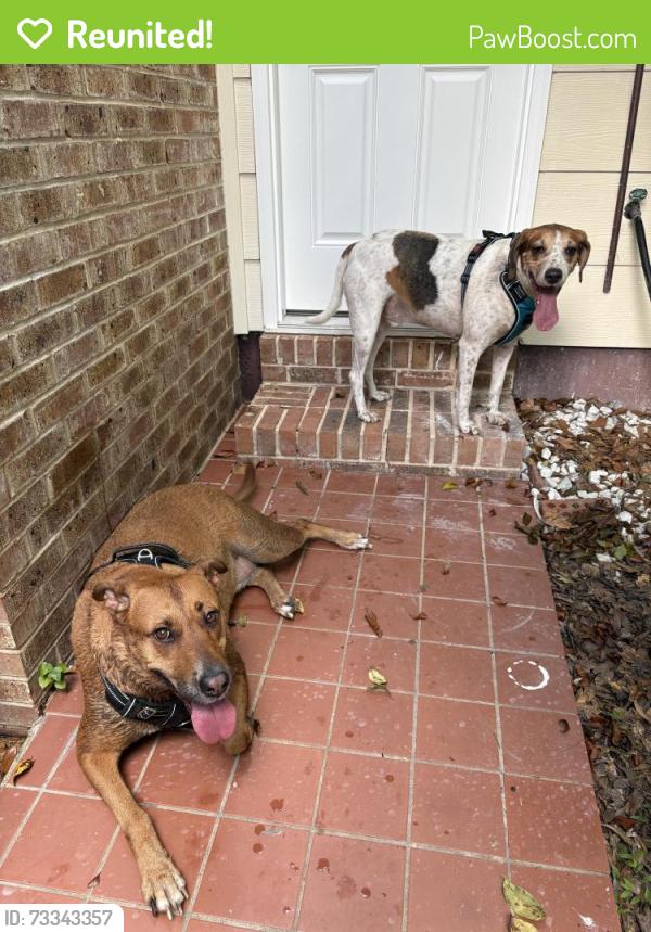 Reunited Male Dog last seen McCord park, Tallahassee, FL 32308