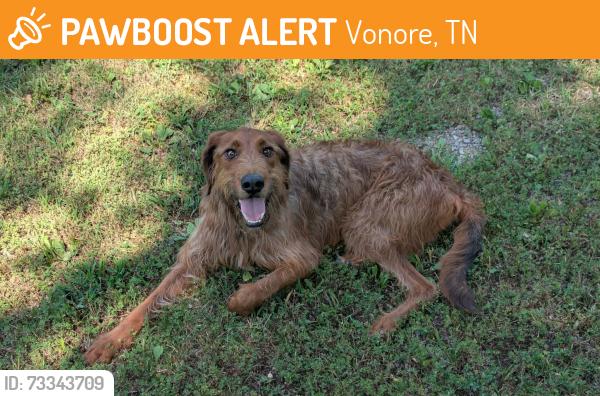 Found/Stray Male Dog last seen Citico Creek, TN, Vonore, TN 37885