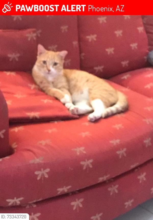 Lost Male Cat last seen GREENWAY/1ST DRIVE MOONLIGHT COVE 5, Phoenix, AZ 85023