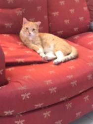 Lost Male Cat last seen GREENWAY/1ST DRIVE MOONLIGHT COVE 5, Phoenix, AZ 85023