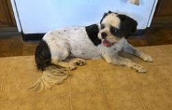 Reunited Male Dog last seen 86th and Memphis, Lubbock, TX, Lubbock, TX 79423