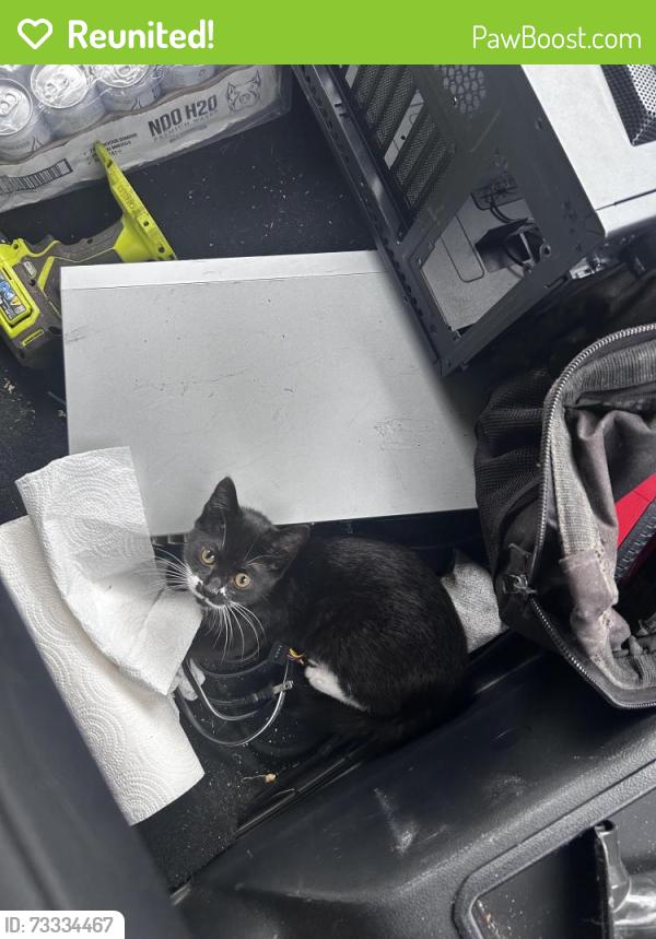 Reunited Female Cat last seen Derby Run Mobile Home Park, Virginia Beach, VA 23454