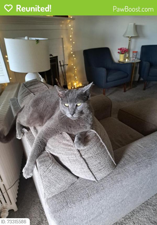 Reunited Male Cat last seen Between Wilson College and Rosalies, Chambersburg, PA 17201