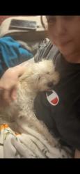 Lost Female Dog last seen Hideout bar, San Leon, TX 77539