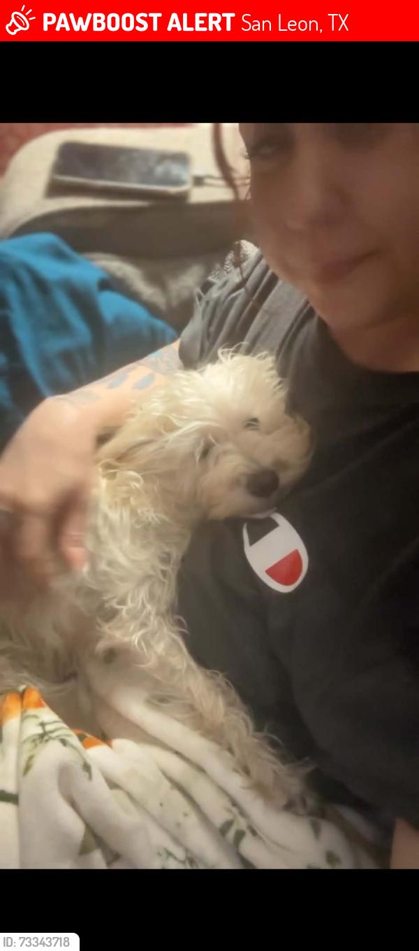 Lost Female Dog last seen Hideout bar, San Leon, TX 77539