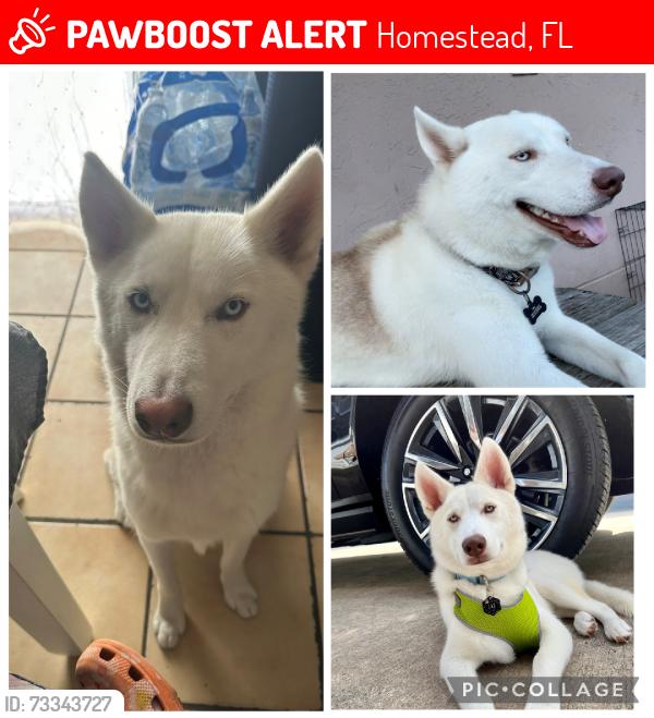 Lost Male Dog last seen Centro, Homestead, FL 33034