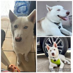 Lost Male Dog last seen Centro, Homestead, FL 33034