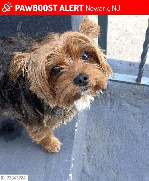 Lost Male Dog last seen 14th Ave, Newark, NJ 07103