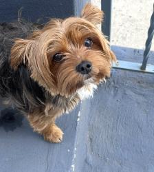 Lost Male Dog last seen 14th Ave, Newark, NJ 07103