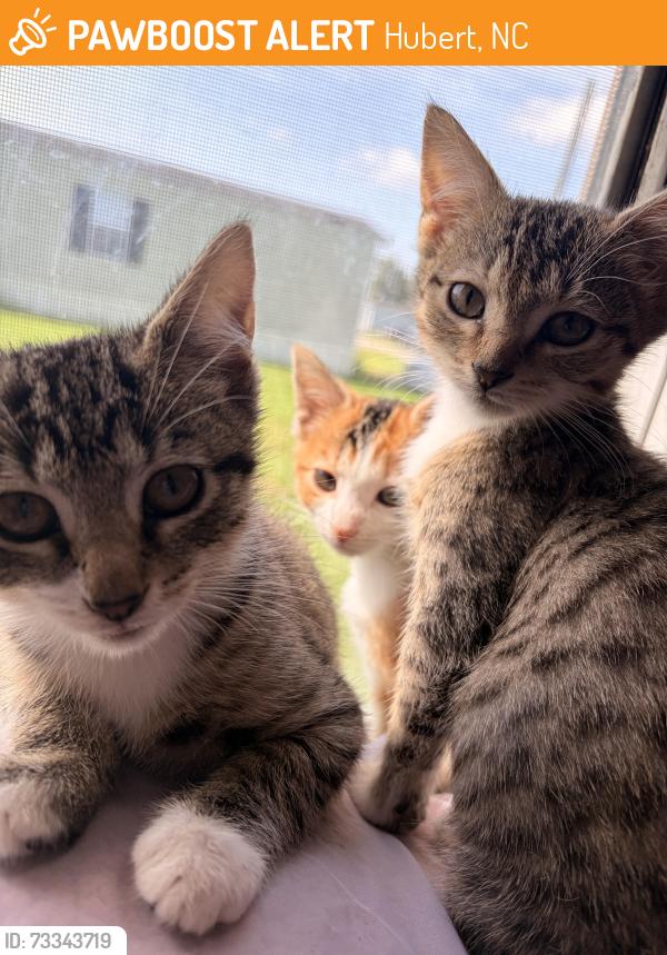Found/Stray Female Cat last seen Near riggs rd, Hubert, NC 28539