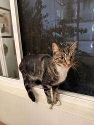 Found/Stray Male Cat last seen 22nd and Pearl, Santa Monica, CA 90405