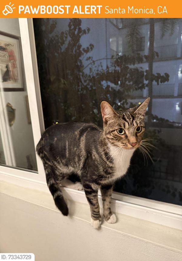Found/Stray Male Cat last seen 22nd and Pearl, Santa Monica, CA 90405