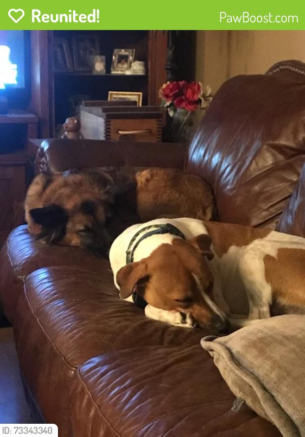 Reunited Female Dog last seen Laurel lane, Magnolia, TX 77354