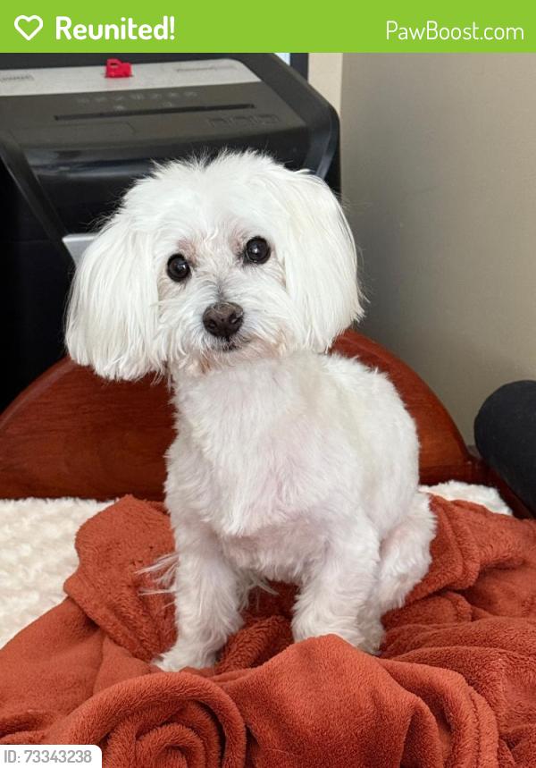 Reunited Male Dog last seen Belvedere Neighborhood, Dublin, OH 43016