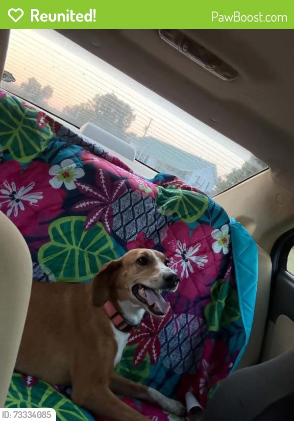 Reunited Female Dog last seen Godwin lake road Dunn Nc, Dunn, NC 28334