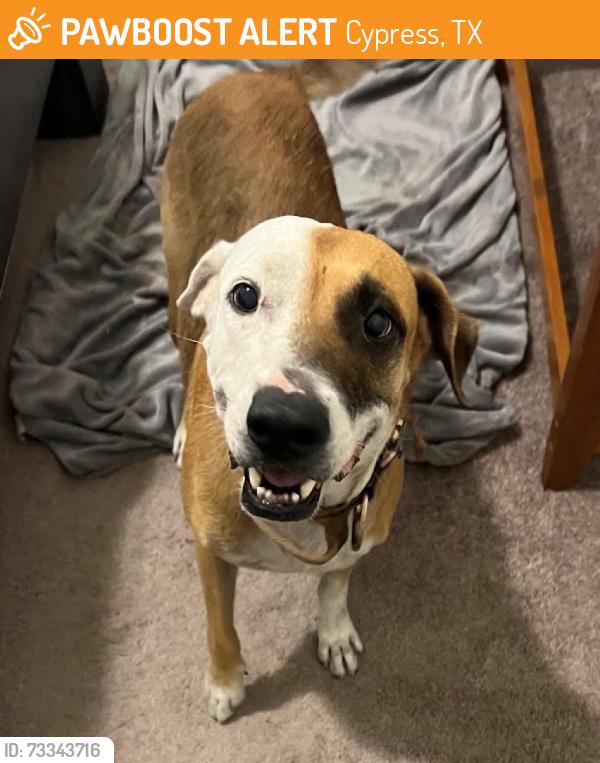 Found/Stray Female Dog last seen Barker Cypress at Highway 290, Cypress, TX 77433