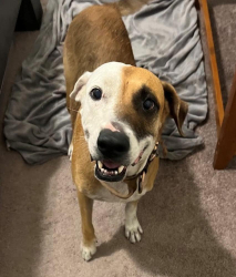 Found/Stray Female Dog last seen Barker Cypress at Highway 290, Cypress, TX 77433
