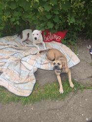 Lost Male Dog last seen Pelkey at, Detroit, MI 48205