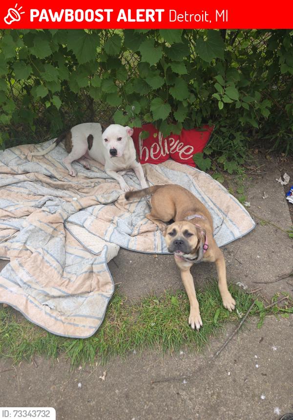 Lost Male Dog last seen Pelkey at, Detroit, MI 48205