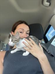 Lost Male Cat last seen Target on broadway, Tyler, TX 75703