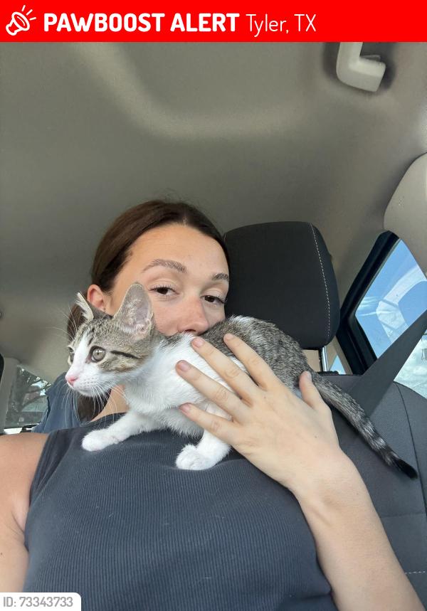 Lost Male Cat last seen Target on broadway, Tyler, TX 75703