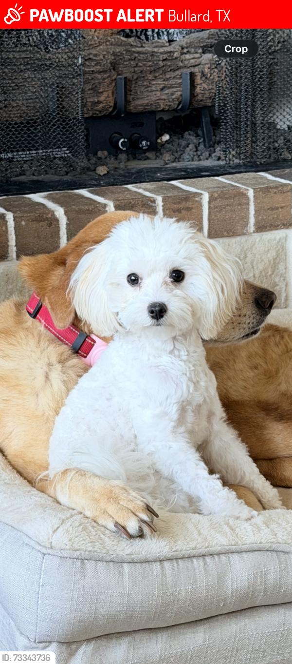 Lost Female Dog last seen Near Kaul Lane Bullard, TX 74757, Bullard, TX 75757