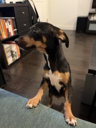Found/Stray Female Dog last seen 32nd St and Southern, Phoenix, AZ 85040
