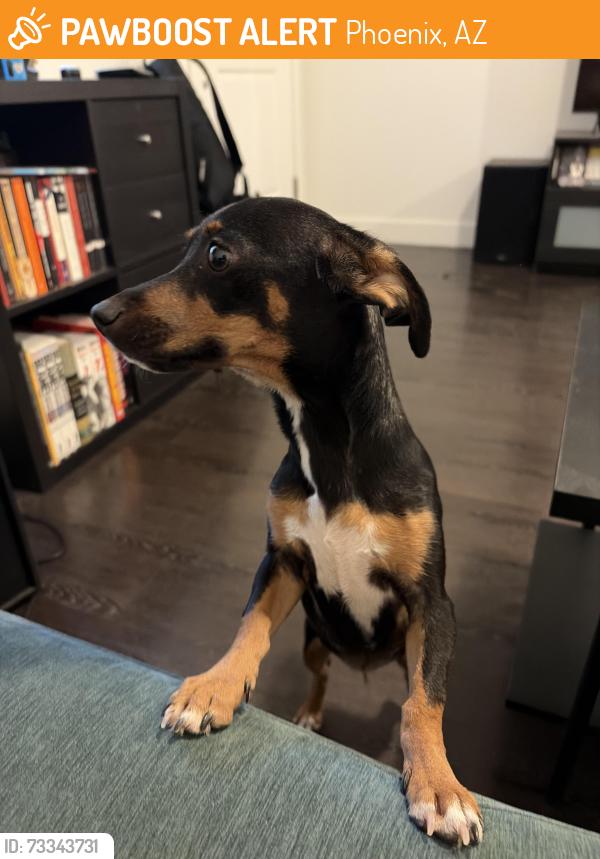 Found/Stray Female Dog last seen 32nd St and Southern, Phoenix, AZ 85040