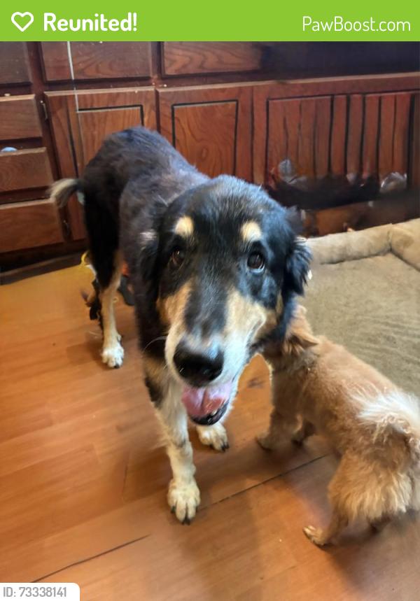 Reunited Male Dog last seen 108th ave ne & Rock Creek Road, Norman, OK 73026