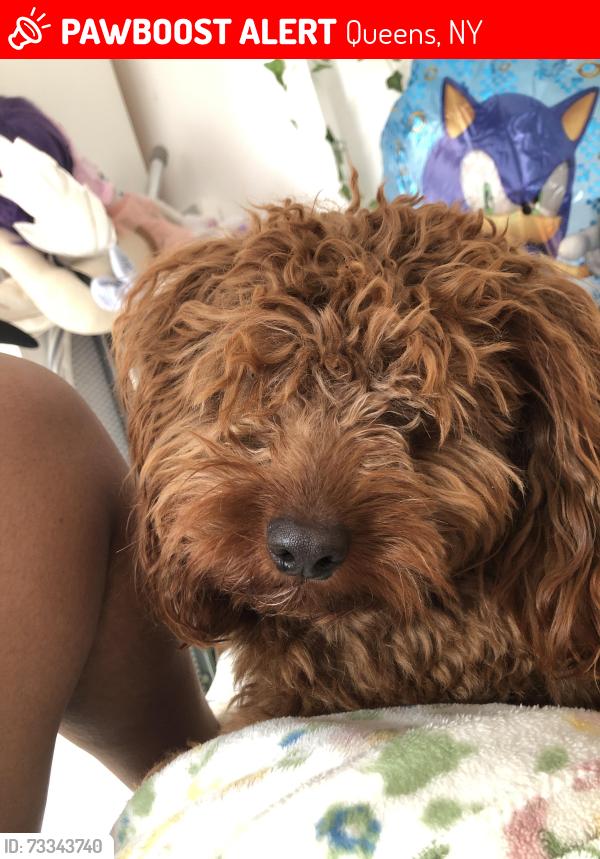 Lost Male Dog last seen 222nd street, Queens, NY 11411
