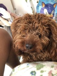 Lost Male Dog last seen 222nd street, Queens, NY 11411