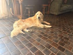 Found/Stray Female Dog last seen Irving & Ricker Roads, Milan Township, IN 46797