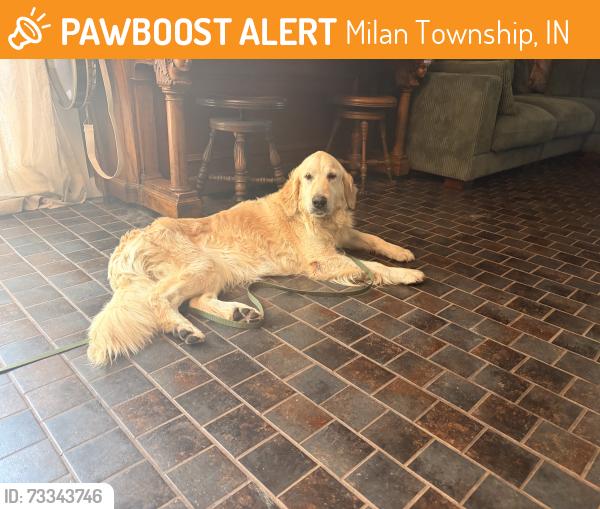Found/Stray Female Dog last seen Irving & Ricker Roads, Milan Township, IN 46797