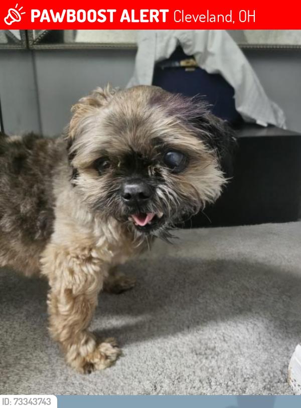 Lost Male Dog last seen 135 Miles Ave, Cleveland, OH 44105