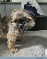 Lost Male Dog last seen 135 Miles Ave, Cleveland, OH 44105