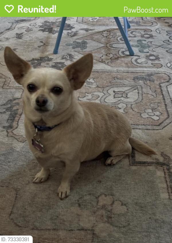 Reunited Female Dog last seen Near Hickory Ct. Near Prescott and Bangs, Modesto, CA 95356