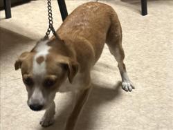 Shelter Stray Male Dog last seen , 957 N Gaffey St, San Pedro, CA 90731, USA