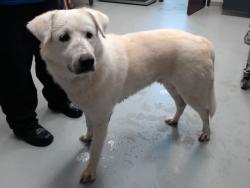 Shelter Stray Male Dog last seen Near A B CARTER RD, FAYETTEVILLE NC 28312, 4704 Corporation Dr, Fayetteville, NC 28306, USA