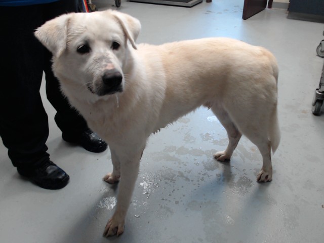 Shelter Stray Male Dog last seen Near A B CARTER RD, FAYETTEVILLE NC 28312, 4704 Corporation Dr, Fayetteville, NC 28306, USA