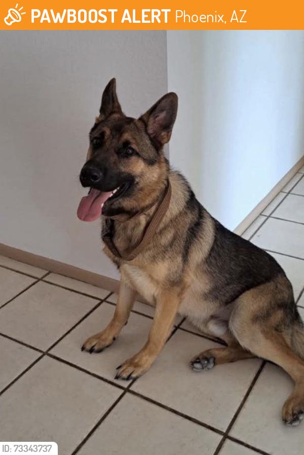 Found/Stray Male Dog last seen 35th Ave and Grovers, Phoenix, AZ 85308