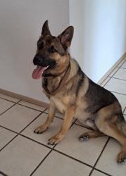 Found/Stray Male Dog last seen 35th Ave and Grovers, Phoenix, AZ 85308