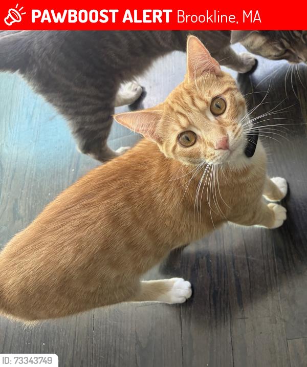 Lost Male Cat last seen Salisbury Rd, Brookline, MA, Brookline, MA 02445