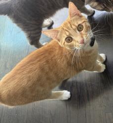 Lost Male Cat last seen Salisbury Rd, Brookline, MA, Brookline, MA 02445