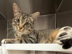 Shelter Stray Male Cat last seen Near BLOCK WASHINGTON ST, 12155 Park Blvd, Brighton, CO 80601, USA