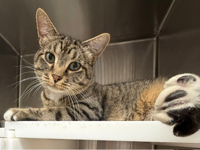 Shelter Stray Male Cat last seen Near BLOCK WASHINGTON ST, 12155 Park Blvd, Brighton, CO 80601, USA